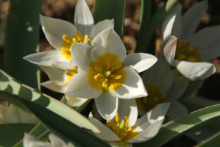 Tulipa polychroma bestellen